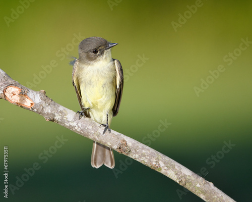 Eastern Phoebe perched on a branch.