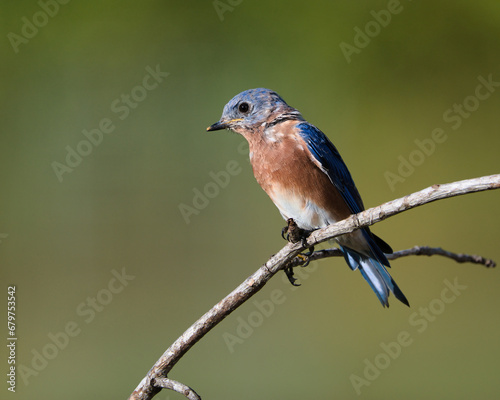 Male Eastern Bluebird perched on a branch.