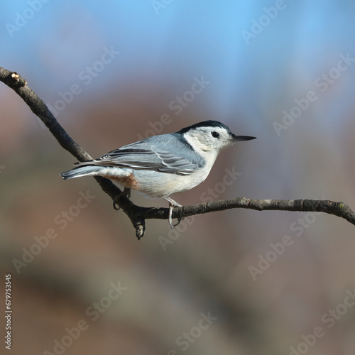 White-Breasted Nuthatch perched on a tree branch.
