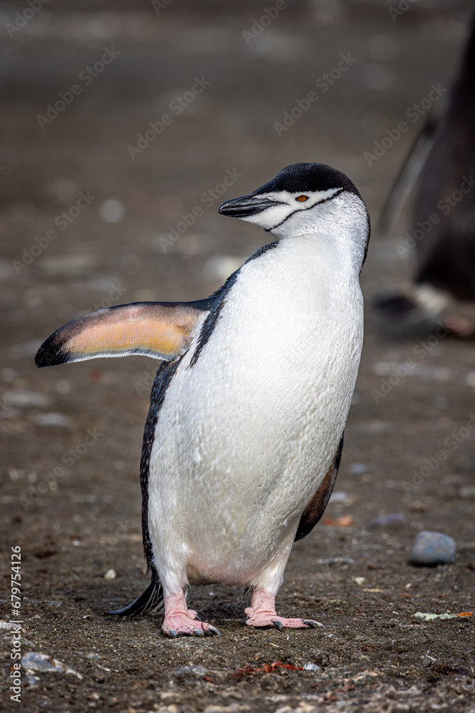 Naklejka premium Chinstrap Penguin - 7908
