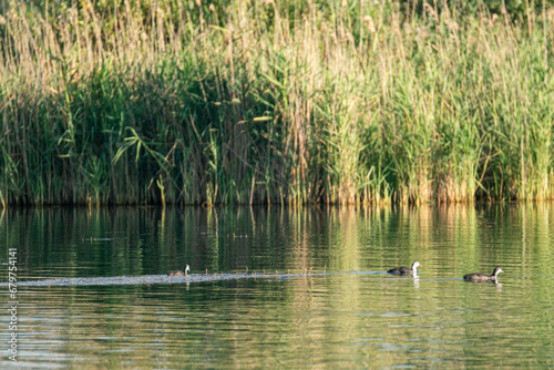 Eurasian coot, black common coot bird swimming on green lake water in sunny reeds grass. Wildlife birdwatching