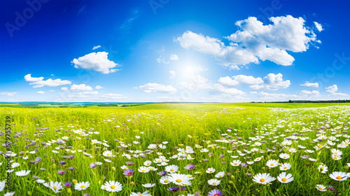 field flowers in a green meadow under a bright blue sky with some clouds