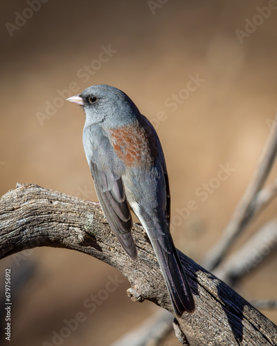 Dark-Eyed Junco - 2562