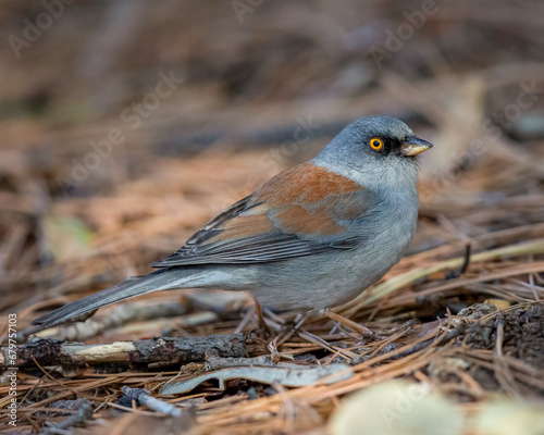 Dark-Eyed Junco - 3424