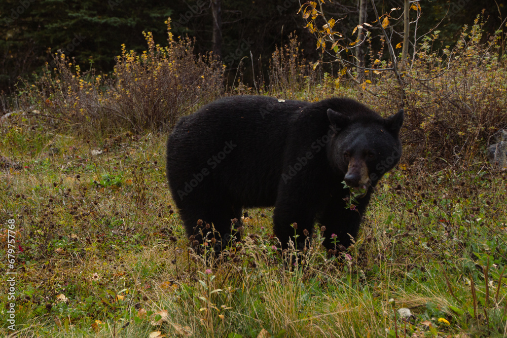 Fototapeta premium Brown bear eating in the grass