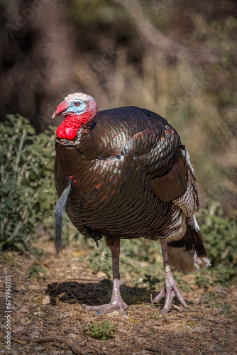 Gould's Wild Turkey - 1623