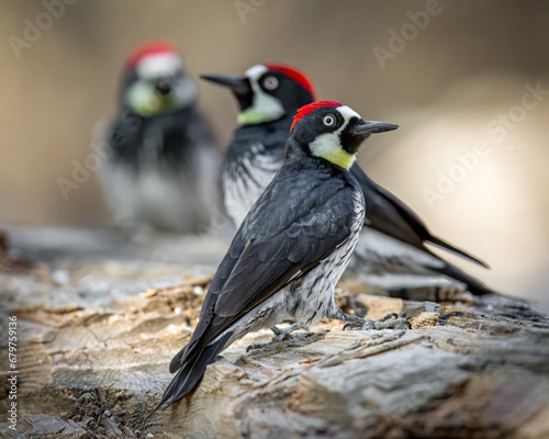 Acorn Woodpeckers - 3401