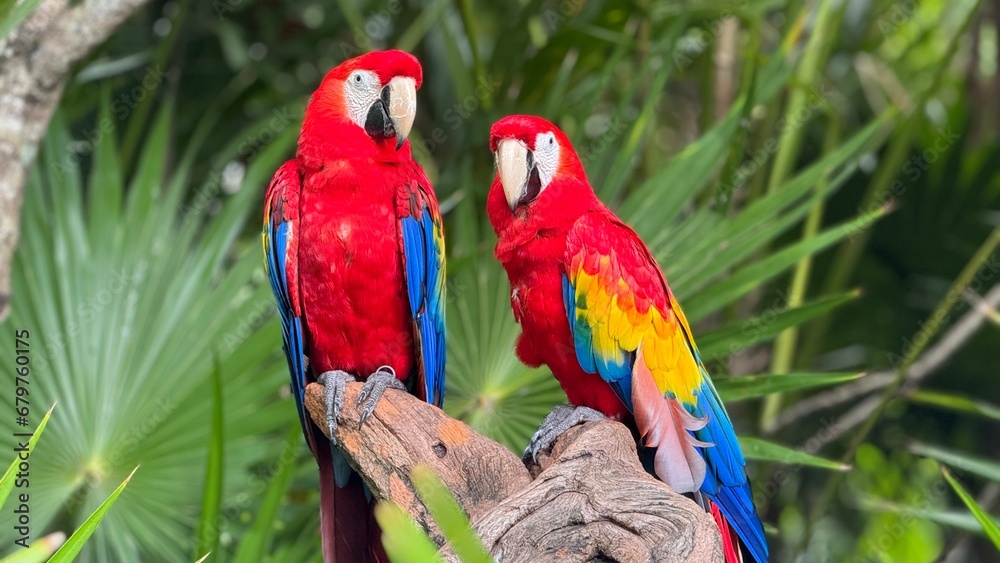 Obraz premium PAREJA DE GUACAMAYAS EN XEL-HA, QUINTANA ROO