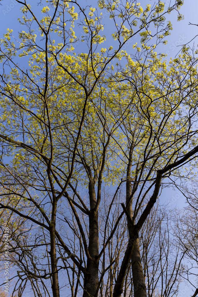 green foliage and maple flowers on trees in the spring season green foliage and maple flowers on trees in the spring season
