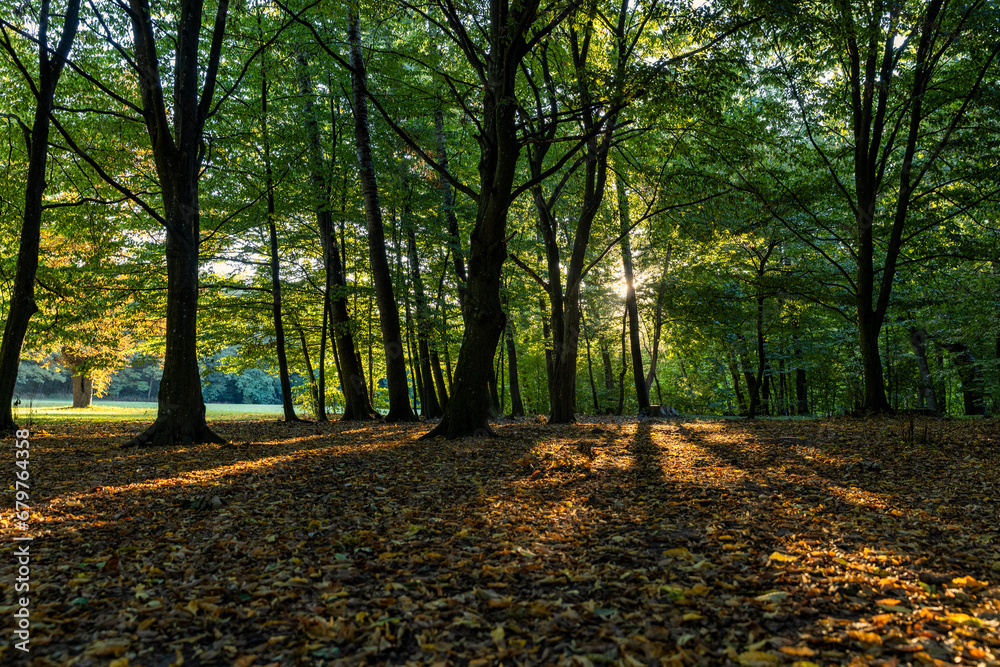deciduous trees in the park in the autumn sunny dawn deciduous trees in the park in the autumn sunny dawn