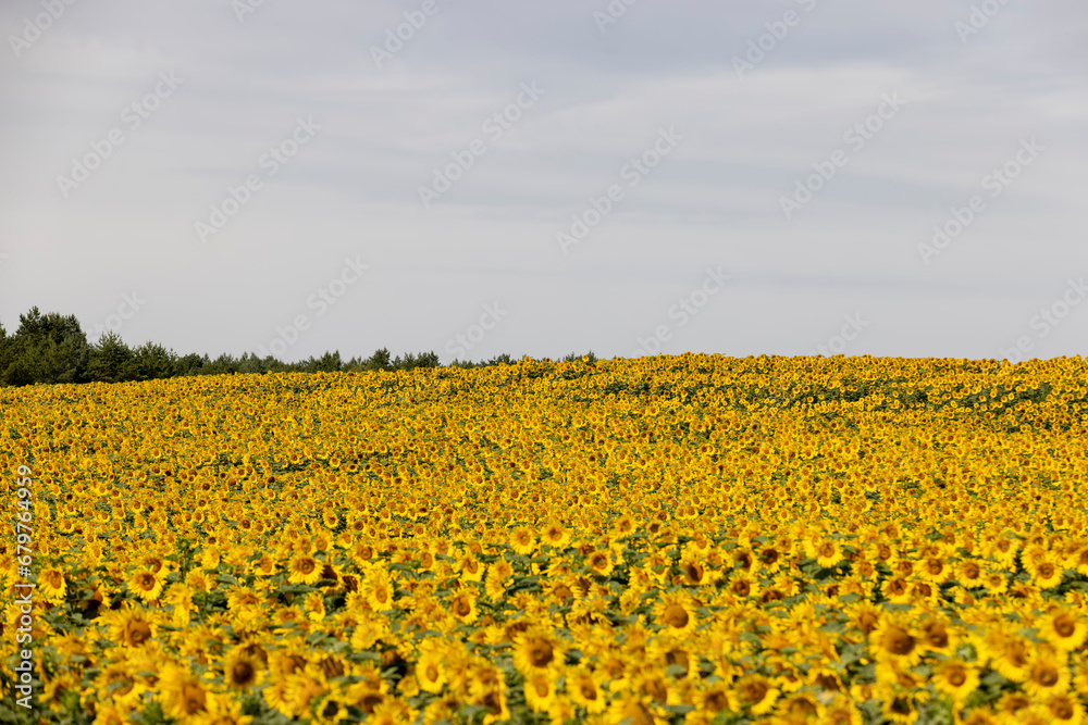 Obraz premium field with sunflowers during flowering and pollination by insect bees