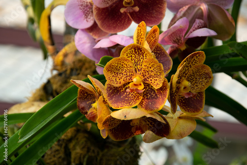 orchidee