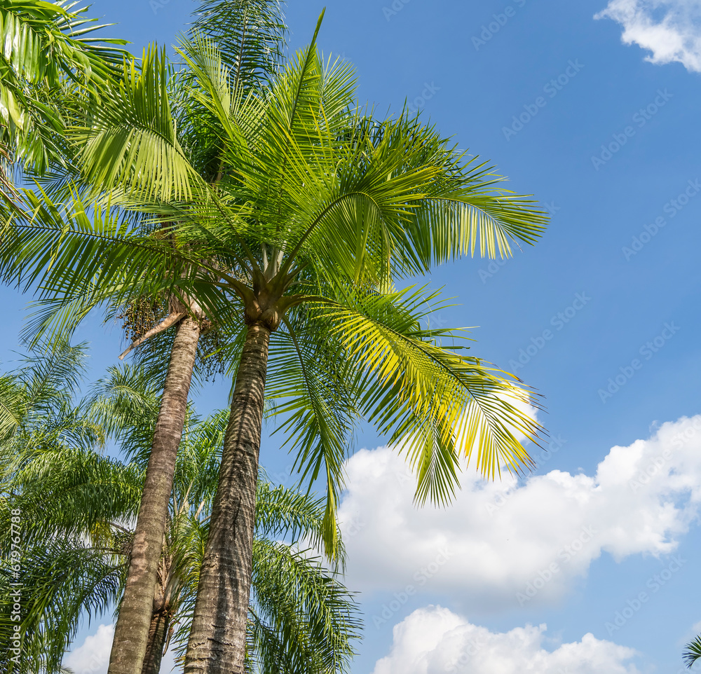 green palm leaf in sunlight green palm leaf in sunlight