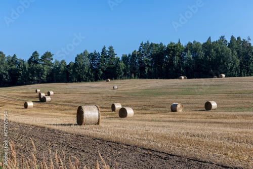 A field with cereals in the summer