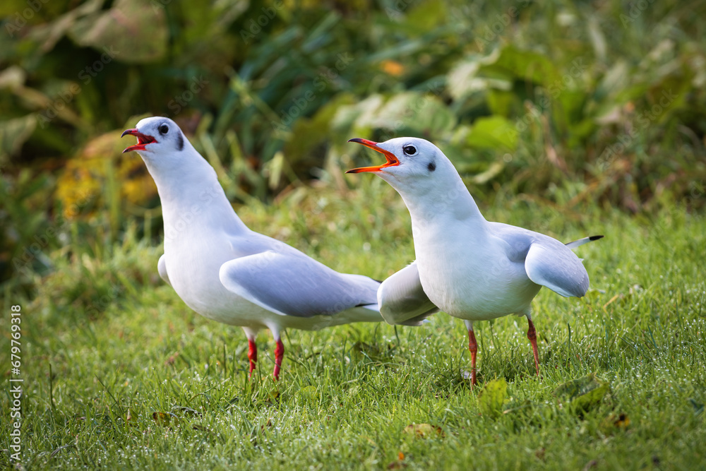 Two screaming adult black-headed gull (Larus ridibundus) in winter plumage on green background Two screaming adult black-headed gull (Larus ridibundus) in winter plumage on green background