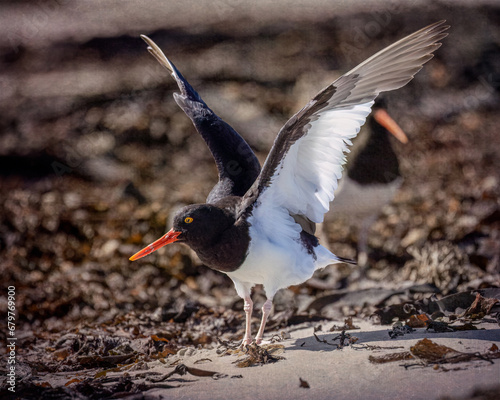Magellanic Oystercatcher - 3965