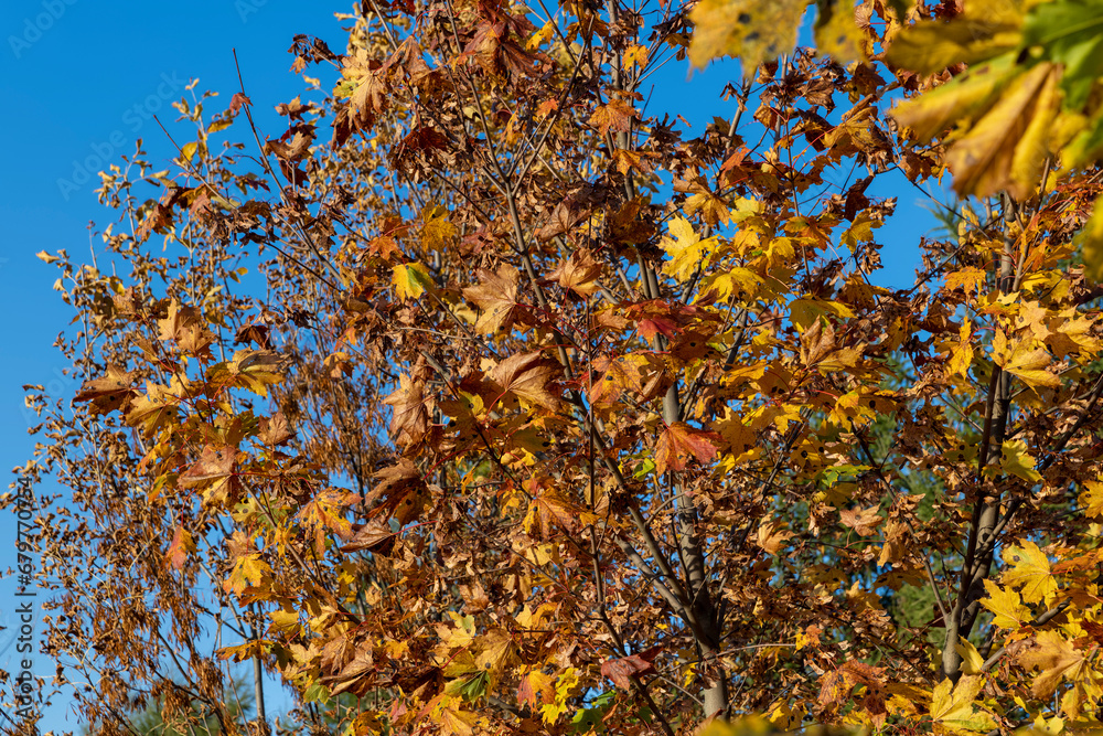Maple tree foliage in autumn