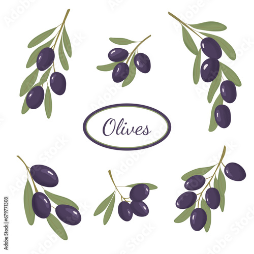 Black olive branch set. Design for oil, health care products, and organic natural cosmetics. Black Olive branches with fruits and leaves, isolated on white background. Watercolor style.
