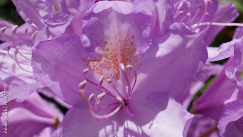 Impressionen vom Azaleen- und Rhododendronpark Kromlau mit der Rakotzbrücke photo