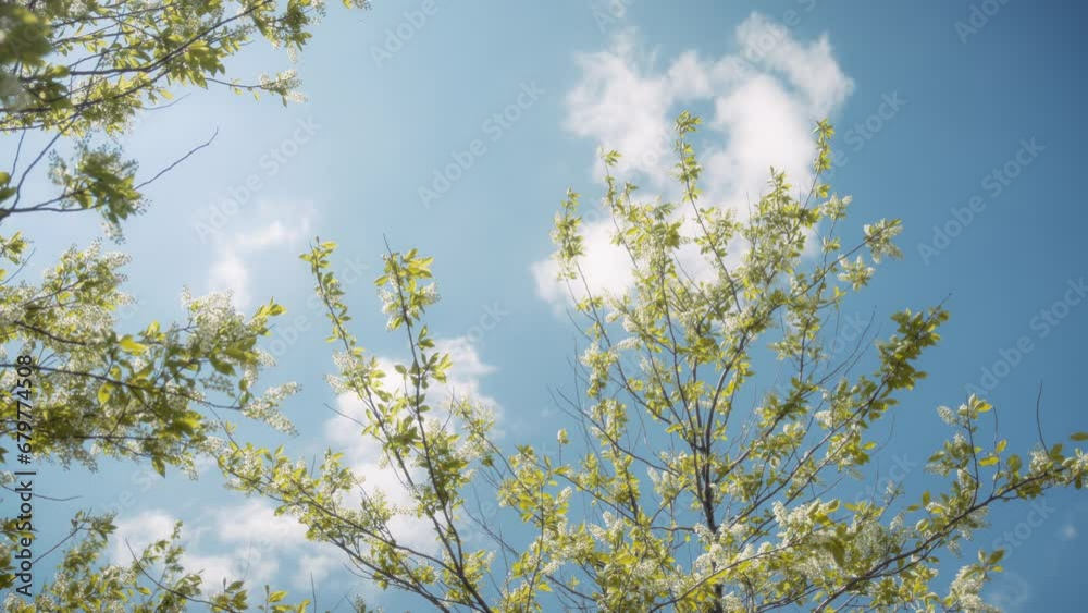 Bird cherry tree in springtime against blue sky background. Slow motion. Bird cherry tree in springtime against blue sky background. Slow motion.