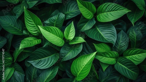  Abstract green leaf texture  nature background