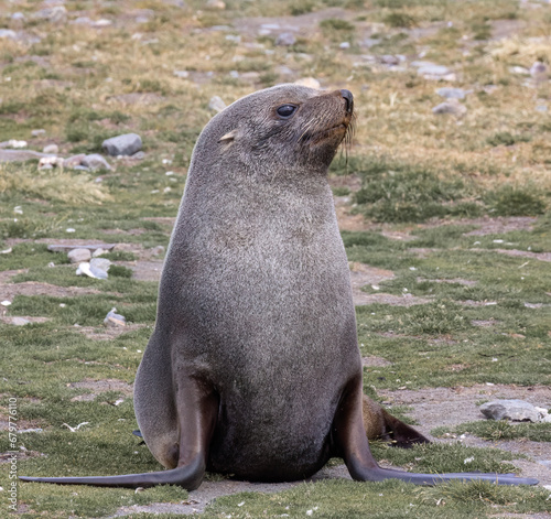 Seal – 1095.