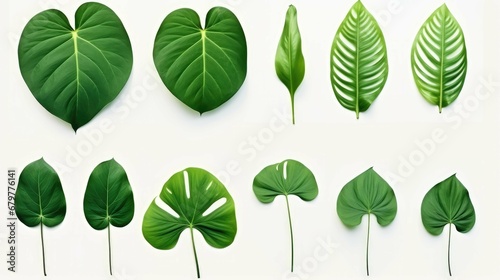Beautiful Different Tropical Green Leaves Isolated on Transparent Background photo
