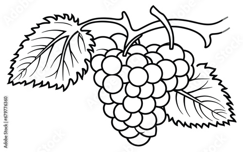 colouring sheet for kids with grapes vector illustration