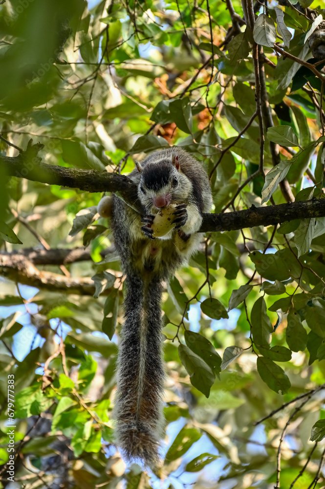 Obraz premium Squirrel of the world