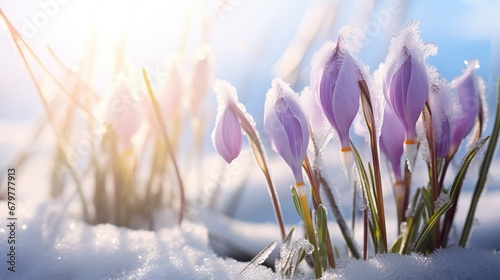 Close up Photo of Some Lilac Colored Snowdorps Crocus Growing in Snow in a Big Garden while there is a Cold but Sunny Moring. © Boss