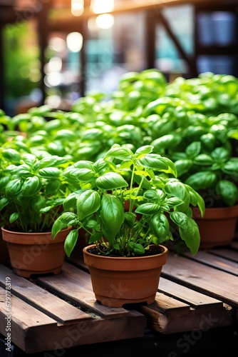Professional Close up of a Plant of Basil Potted on a Wooden Table Outdoors in a Sunny Day of Summer.
