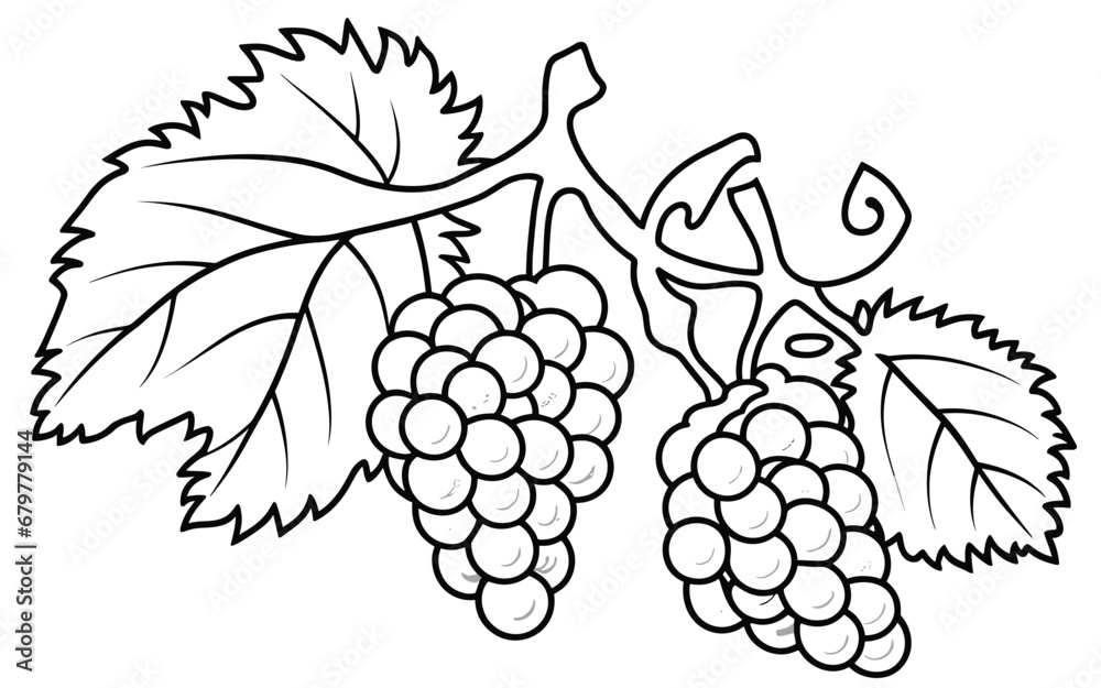 Fototapeta premium colouring sheet for kids with grapes vector illustration