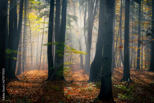 zamglony jesienny las pełen ciepłych promieni wschodzącego słońca photo