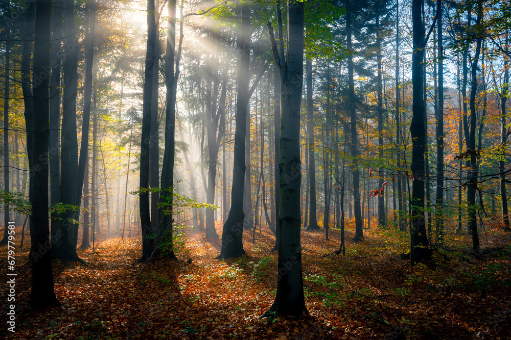 zamglony jesienny las pełen ciepłych promieni wschodzącego słońca - obrazy, fototapety, plakaty 