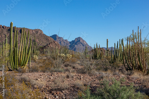 Organ pipe national park, Arizona - cactus in the desert, Stenocereus thurberi, organpipe cactus photo