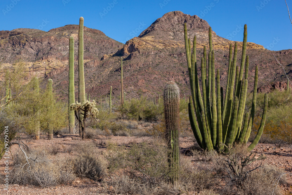 Carnegiea gigantea in desert, Organ pipe national park, Arizona - large cactus Carnegiea gigantea in desert, Organ pipe national park, Arizona - large cactus