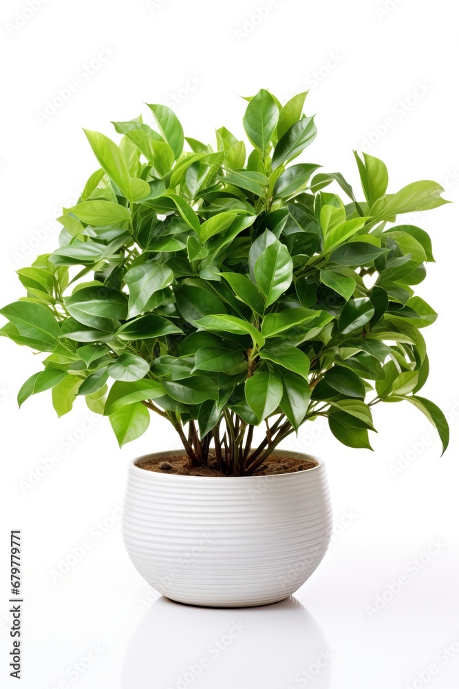 Professional Close up of Some Evergreen Plants in Some White Big Pots. Easy to Cut off, Isolated Subject, White Background. Professional Close up of Some Evergreen Plants in Some White Big Pots. Easy to Cut off, Isolated Subject, White Background.