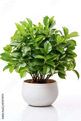 Professional Close up of Some Evergreen Plants in Some White Big Pots. Easy to Cut off, Isolated Subject, White Background.