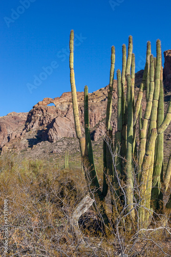 Organ pipe national park, Arizona - cactus in the desert, Stenocereus thurberi