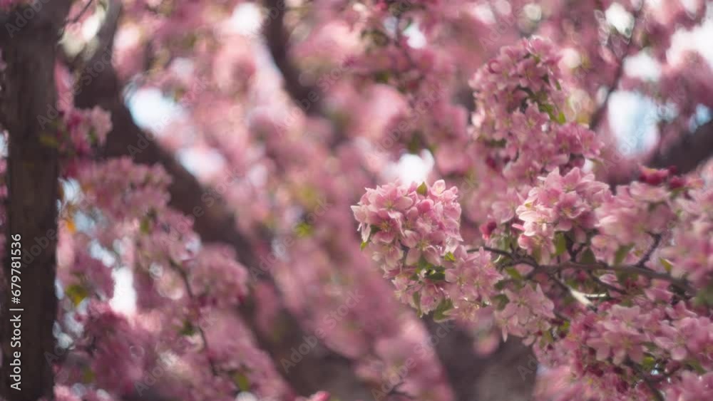 Japanese cherry tree blooming with pink flowers on springtime. Slow motion. Japanese cherry tree blooming with pink flowers on springtime. Slow motion.