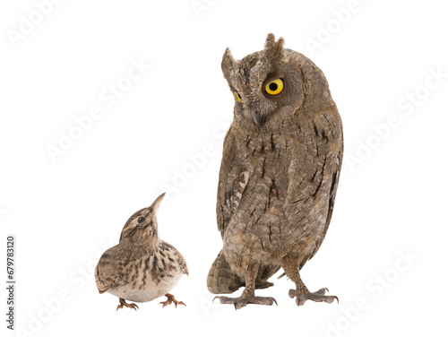 Photography figurative picture of a portrait of an owl and a lark isolated
