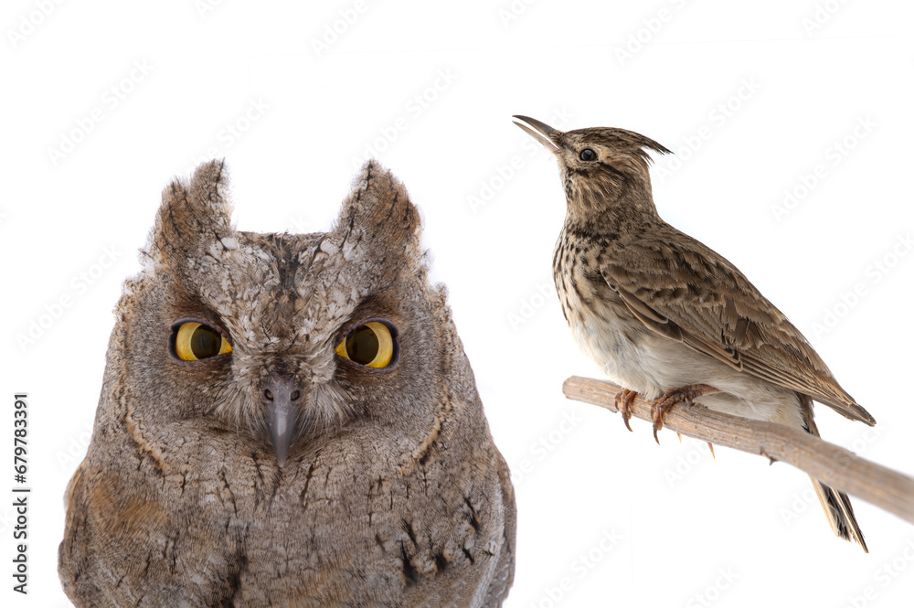 Fototapeta premium figurative picture of a portrait of an owl and a lark isolated
