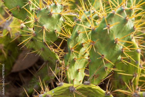 Closeup of spines on the cactus in sunshine © kelifamily