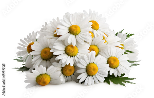 white chamomile  daisies with green leaves  isolated