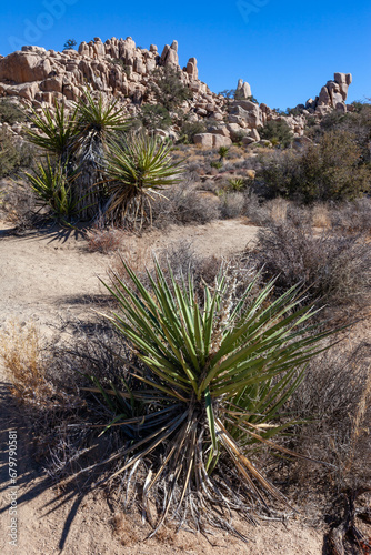 Joshua Tree Landscape, Yucca Brevifolia Mojave Desert Joshua Tree National Park