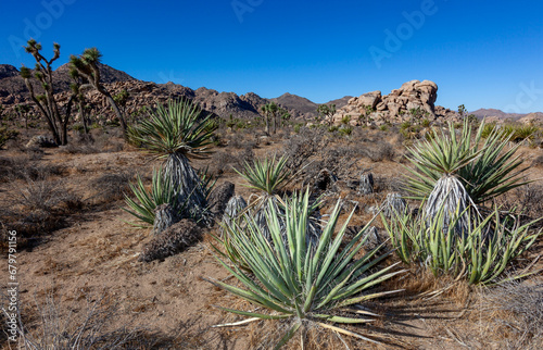 Yucca Tree  Yucca brevifolia  in the Mountains  California