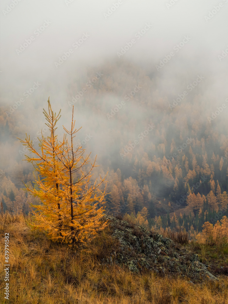 Autumn steep slope and golden forest in dense fog. Stone hillsid