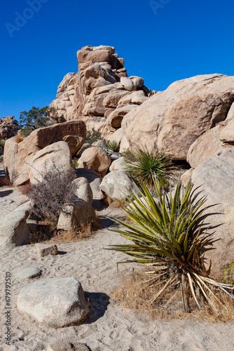 Yucca plants and Red rocks made of sandstone, Joshua Trees in Joshua Tree National Park