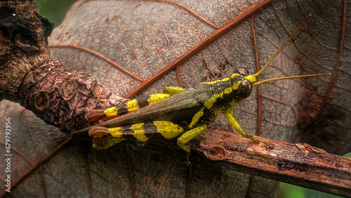 grasshopper on a wooden fence