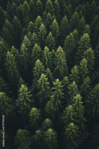 wallpaper of a low aerial photography forestscape